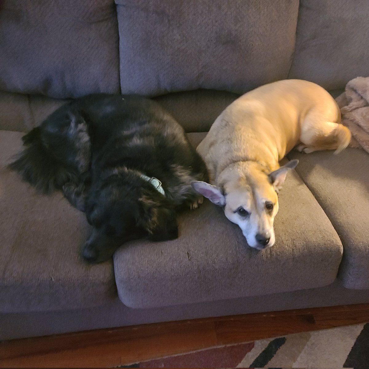 Deb Spoon tweet media