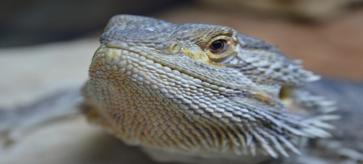 PrimaryTimesNorfolk tweet media