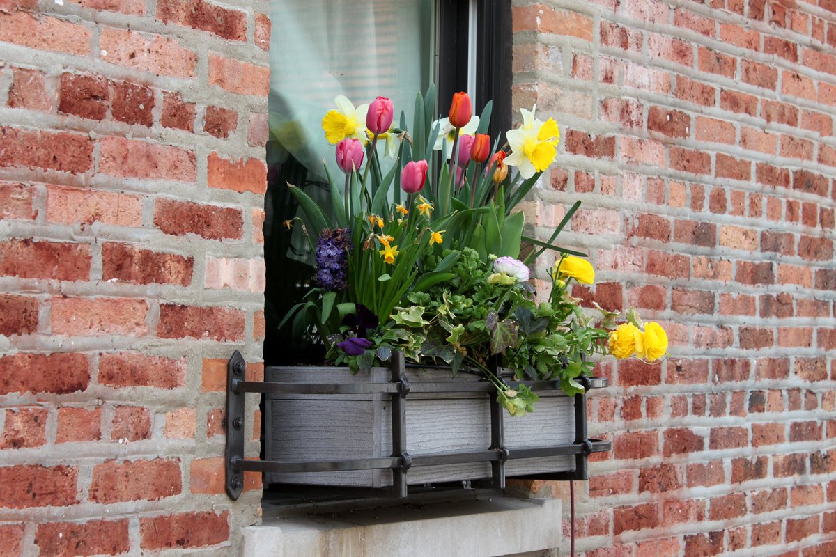 Here’s what is coming up next for paintings and they’ll be available when finished. This will be a 14” x 18” acrylic on canvas. #art #artgallery #futurepainting #chicago #lincolnpark #tulips #websterave #windowboxes @lincolnparkchamber