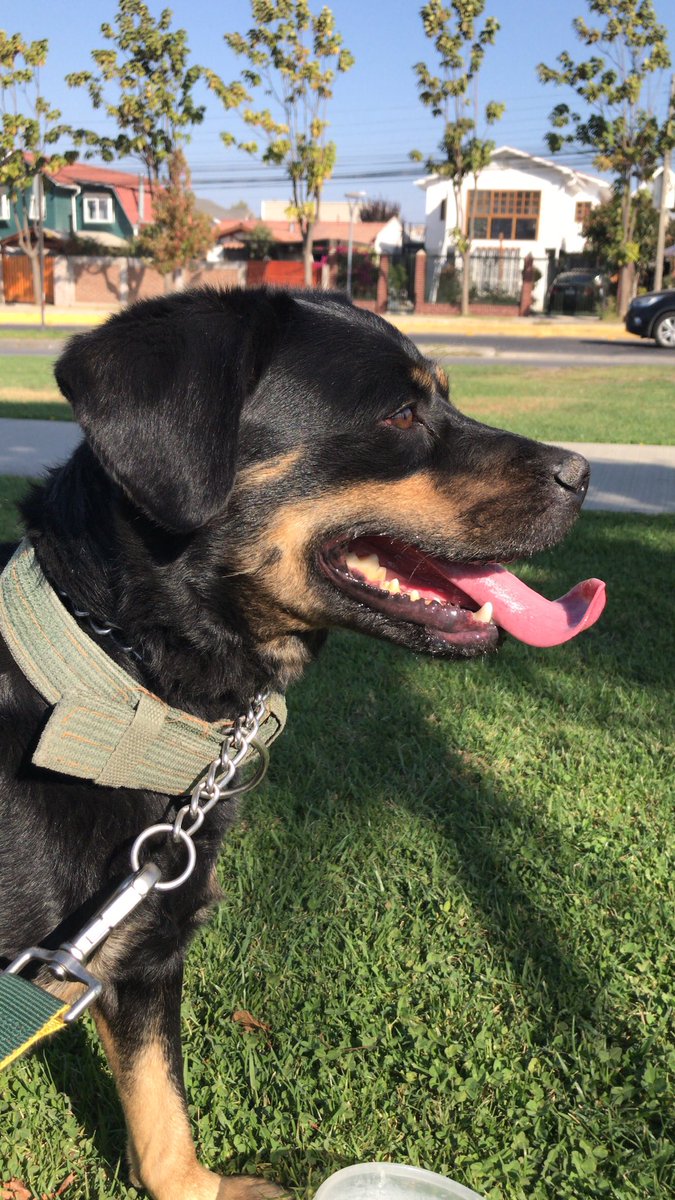pcabez91's tweet photo. @Mega Ahí está mi Rocky, ya son 4 años junto a nosotros https://t.co/7EpfQBA22d