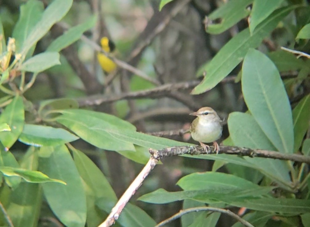 Paxson 🌿🐦🏳️🌈 tweet media