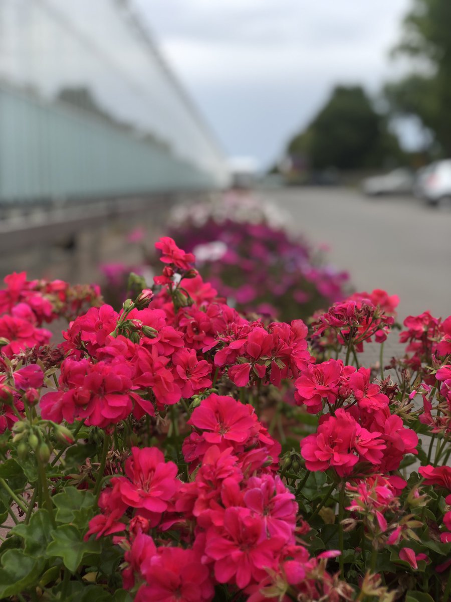 Hibm_4sdg's tweet photo. 𝑷𝒆𝒍𝒍𝒂𝒈𝒐𝒓𝒏𝒊𝒖𝒎 𝒑𝒆𝒍𝒕𝒂𝒕𝒖𝒎 🌺

[TEMPRANO MARIMBA]
.
.
.
___
#floralshots #BarbieMovie #hibm📸! #SummerVibes  #Portrait #Horticulture #flowers https://t.co/6q0sMUy8PW