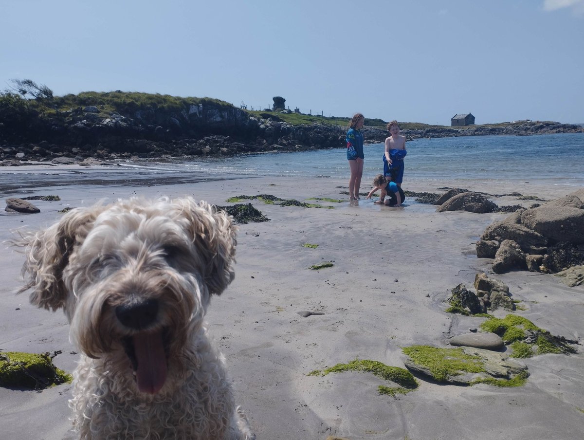 Miriamotua's tweet photo. Even Cassie wants in on the gorgeous lemon polenta cake from Evie's tea room in Eyeries. #Eyeries #Irishbaking #secretbeach https://t.co/FfrVSkkjYg