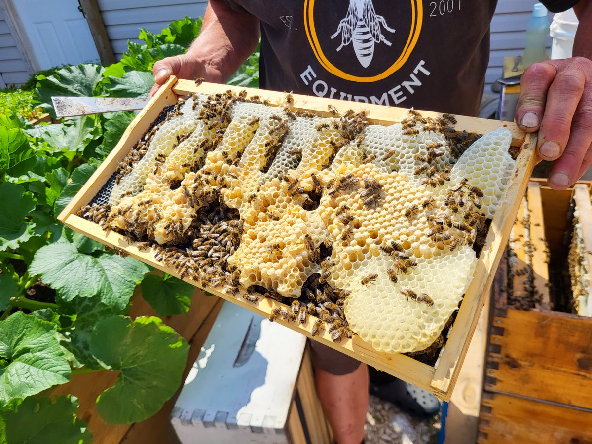 Bee-Clean tweet media