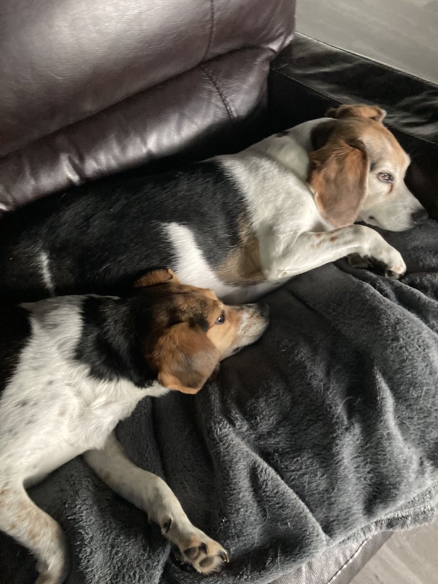 TurboDoug007's tweet photo. @LolaPatolla To Eddie with ❤️❤️❤️ …. Just sent a donation ….Zoey ,Lucy and Charlie https://t.co/BM6dzb9wId