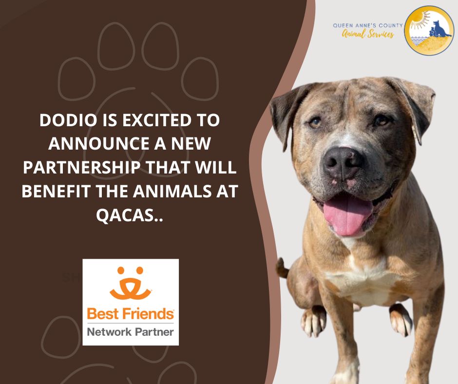 QACAnimals's tweet photo. We are excited to announce that Queen Anne’s County Animal Services has become a Best Friends Network partner.  We are proud to have joined thousands of other shelters across all 50 states in the mission to improve animal welfare nationwide. https://t.co/VAvS0xVu7p https://t.co/LMPmEAT6qS