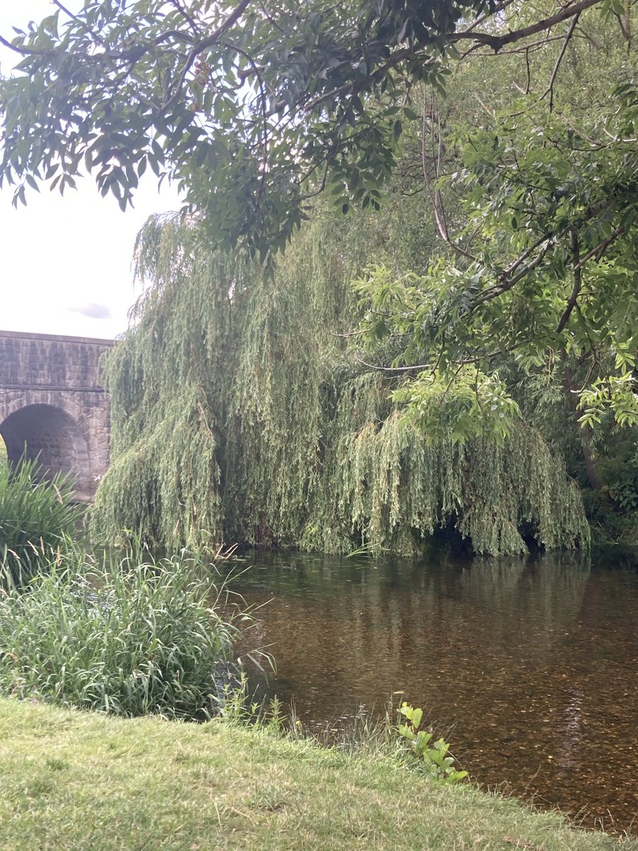 Watching the trout by the Tickled Trout in Wye, Kent