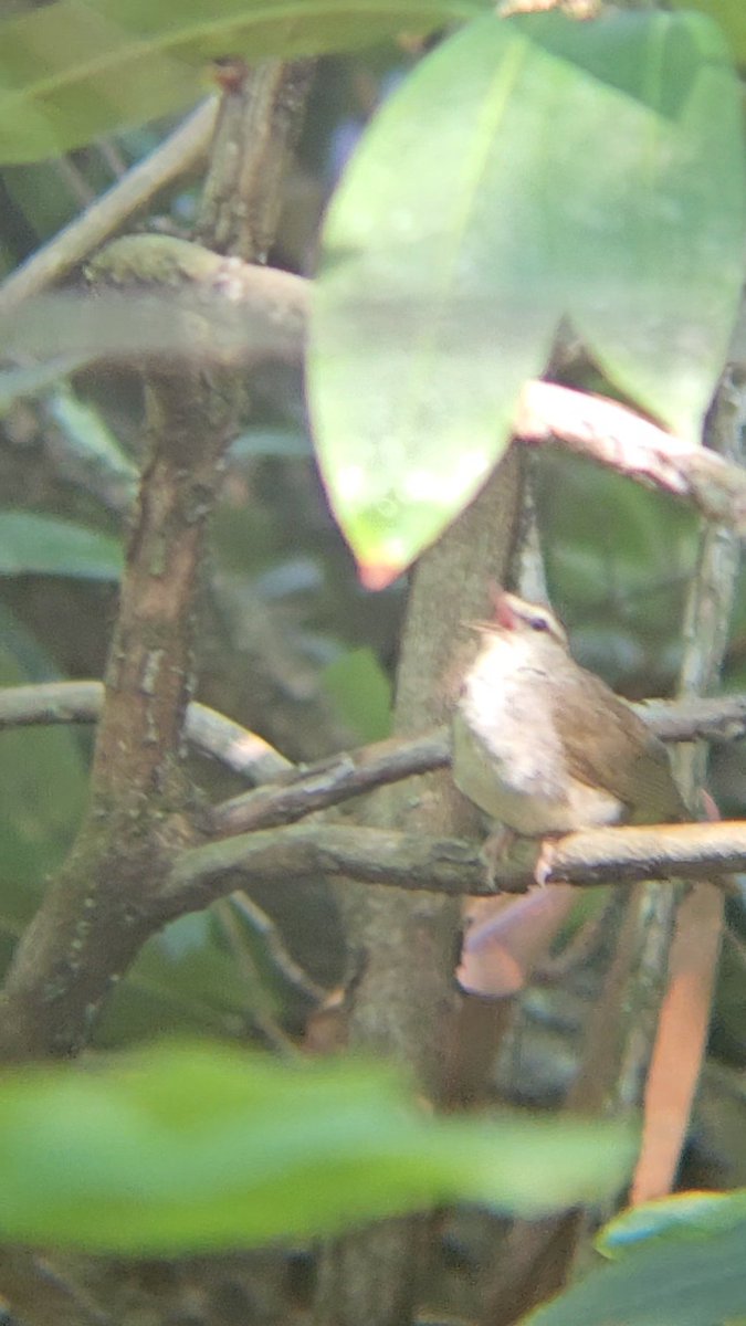 Paxson 🌿🐦🏳️🌈 tweet media