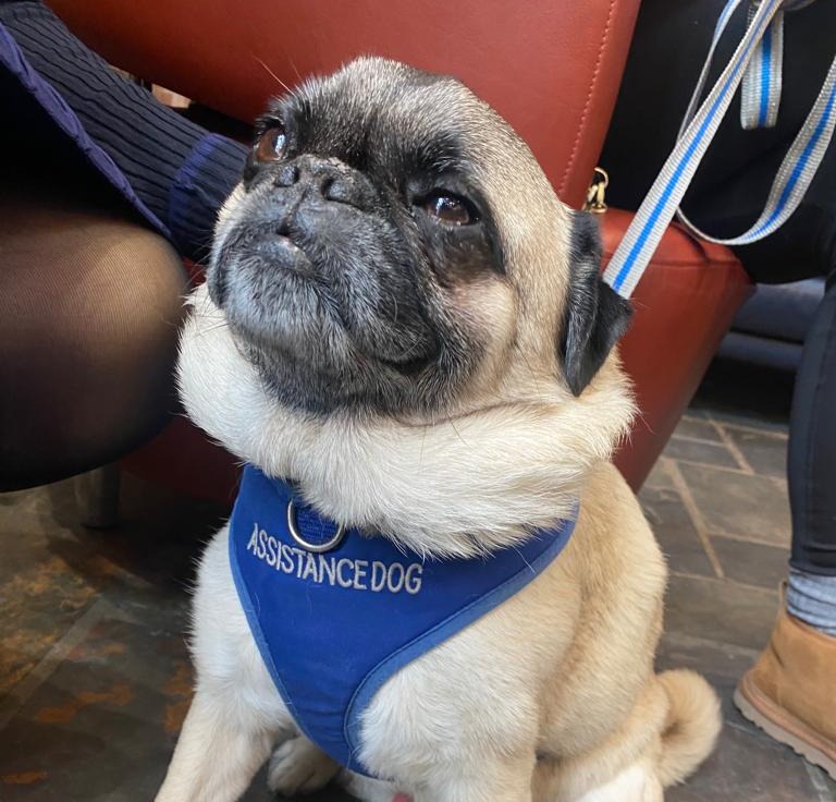 ChaiCancerCare's tweet image. 🐕 Therapy dog visits are very important at Chai. The positive impact of a pet can be immense. It helps to reduce recovery time after surgery, lessen pain and stress levels, and help brighten our clients’ day ❤️

#Therapydogs #complementarytherapy