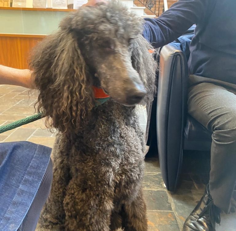 ChaiCancerCare's tweet image. 🐕 Therapy dog visits are very important at Chai. The positive impact of a pet can be immense. It helps to reduce recovery time after surgery, lessen pain and stress levels, and help brighten our clients’ day ❤️

#Therapydogs #complementarytherapy