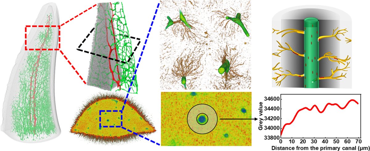 thanks Zhaoyong Zou at Wuhan Univ of Tech for bringing me in on this paper about the crazy networks in shark tooth osteodentin. Nice to see the old @BM_MPICI links still going strong!

free downloads for 
authors.elsevier.com/c/1hTon6CFjZQD…