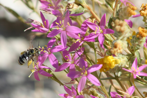 In May, the U.S. Supreme Court gutted protections for #wetlands nationwide. Wetlands are essential to the survival of #RarePlants. They also foster #biodiversity & clean & filter water. Learn more in our latest blog post: bit.ly/3Y9DWpg #VernalPools #CleanWaterAct