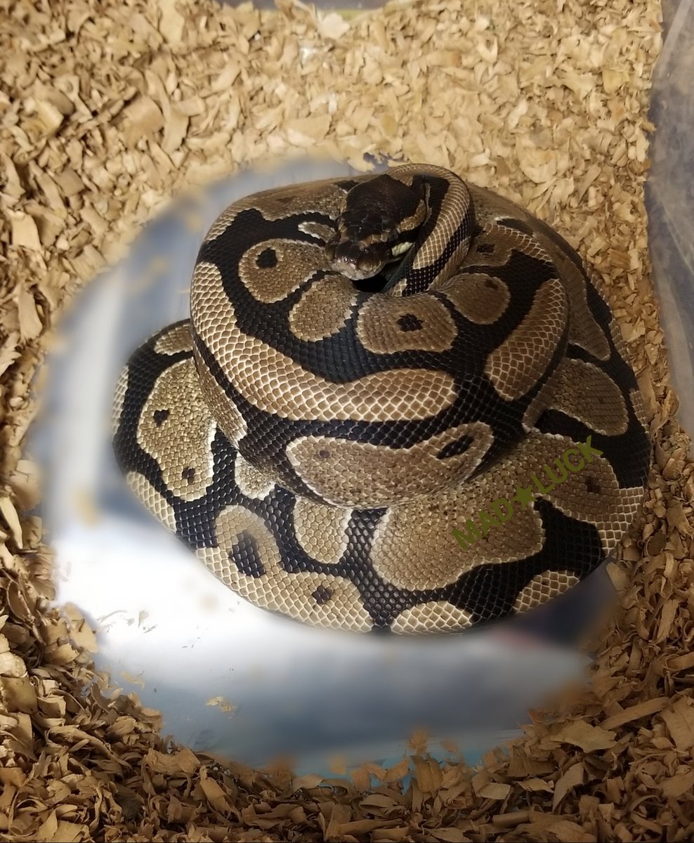 MADLUCK911's tweet image. Ballpython🐍
Pastel het albino×Normal
初産🥚🥚
小ぶりな母さん、長細いけどデカイ卵を頑張って2個産みました✨
パッと見ダメ卵な感じでしたがキャンドリングしたら血管が💡
有精卵なので先ずは安心🍀
#ボールパイソン #BallPython #royalpython #爬虫類 #はちゅ #繁殖