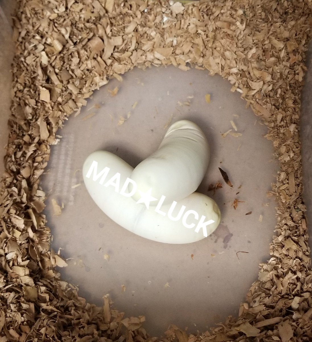 MADLUCK911's tweet image. Ballpython🐍
Pastel het albino×Normal
初産🥚🥚
小ぶりな母さん、長細いけどデカイ卵を頑張って2個産みました✨
パッと見ダメ卵な感じでしたがキャンドリングしたら血管が💡
有精卵なので先ずは安心🍀
#ボールパイソン #BallPython #royalpython #爬虫類 #はちゅ #繁殖