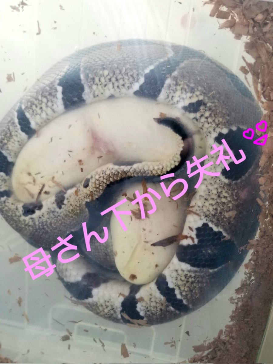 MADLUCK911's tweet image. Ballpython🐍
Pastel het albino×Normal
初産🥚🥚
小ぶりな母さん、長細いけどデカイ卵を頑張って2個産みました✨
パッと見ダメ卵な感じでしたがキャンドリングしたら血管が💡
有精卵なので先ずは安心🍀
#ボールパイソン #BallPython #royalpython #爬虫類 #はちゅ #繁殖