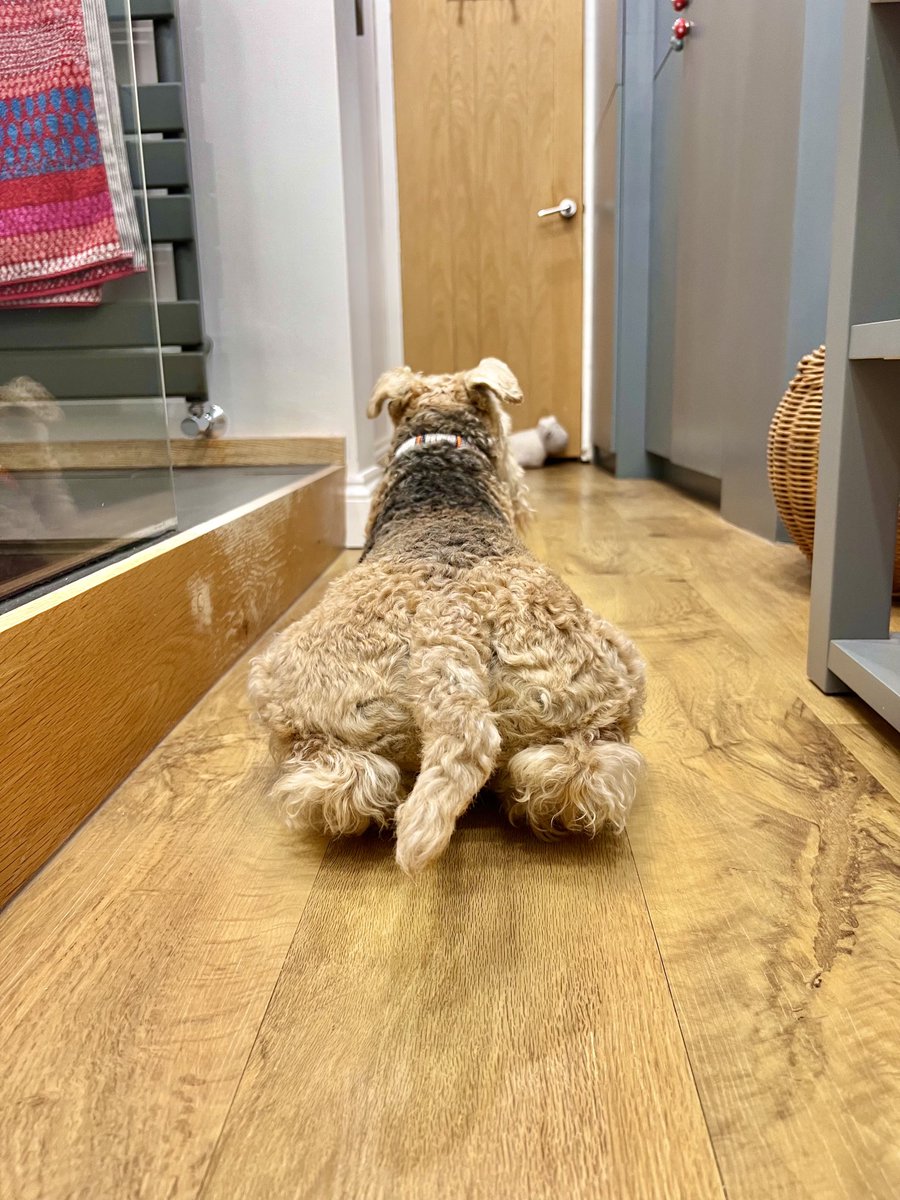bertie_lakeland's tweet photo. If you’ve got it ….. flaunt it 💋 https://t.co/EoY1UEtNT6