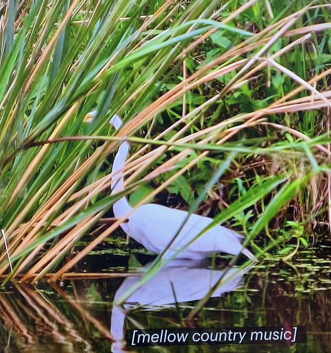 BachelorBirds's tweet photo. Is Charity having egrets about who she’s sent home on #TheBachelorette ? #BirdsOfTheBachelor https://t.co/zcKAso7zhZ