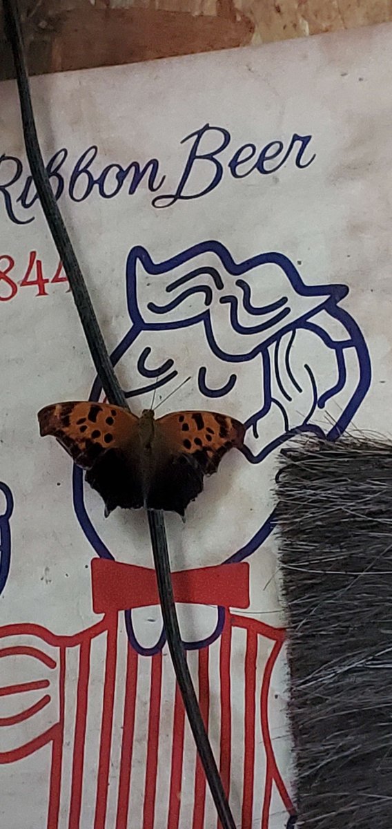 Mustache or bold new direction for Silence of the Lambs?