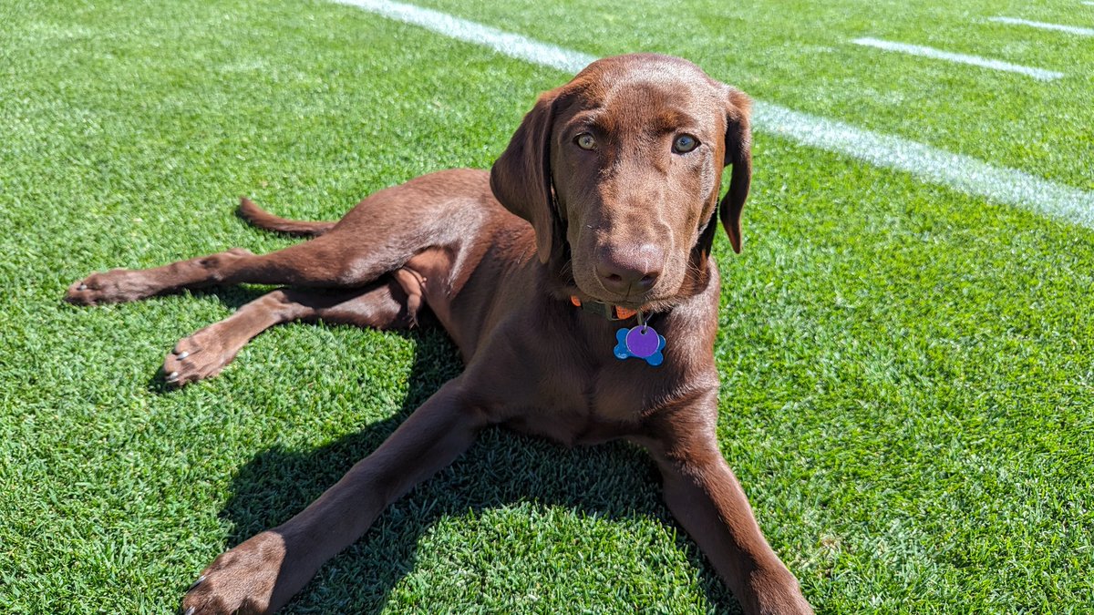 Niko Tamurian tweet media