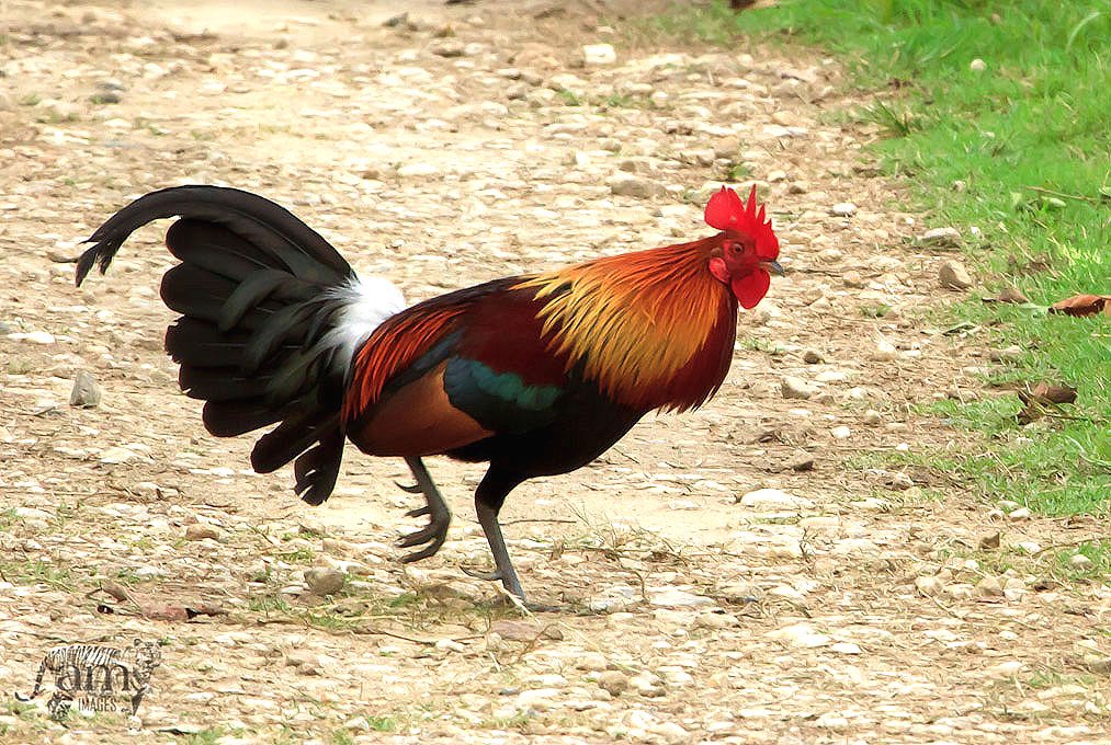 Junglefowl: @IndiAves #IndiAves