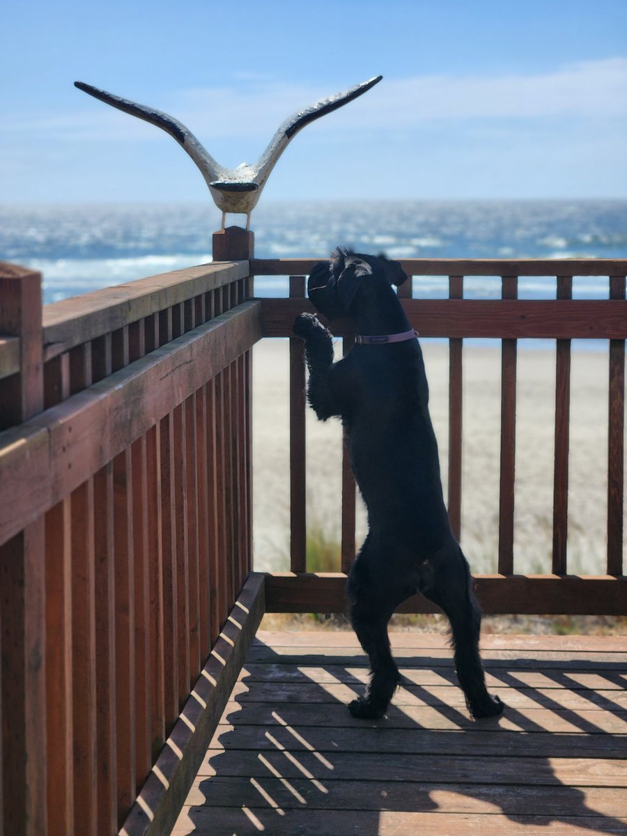PdxFlyGuy99's tweet photo. Guess where?

@LisaEirene knows!

Fab balcony on the beach. https://t.co/trbwAZaO8x