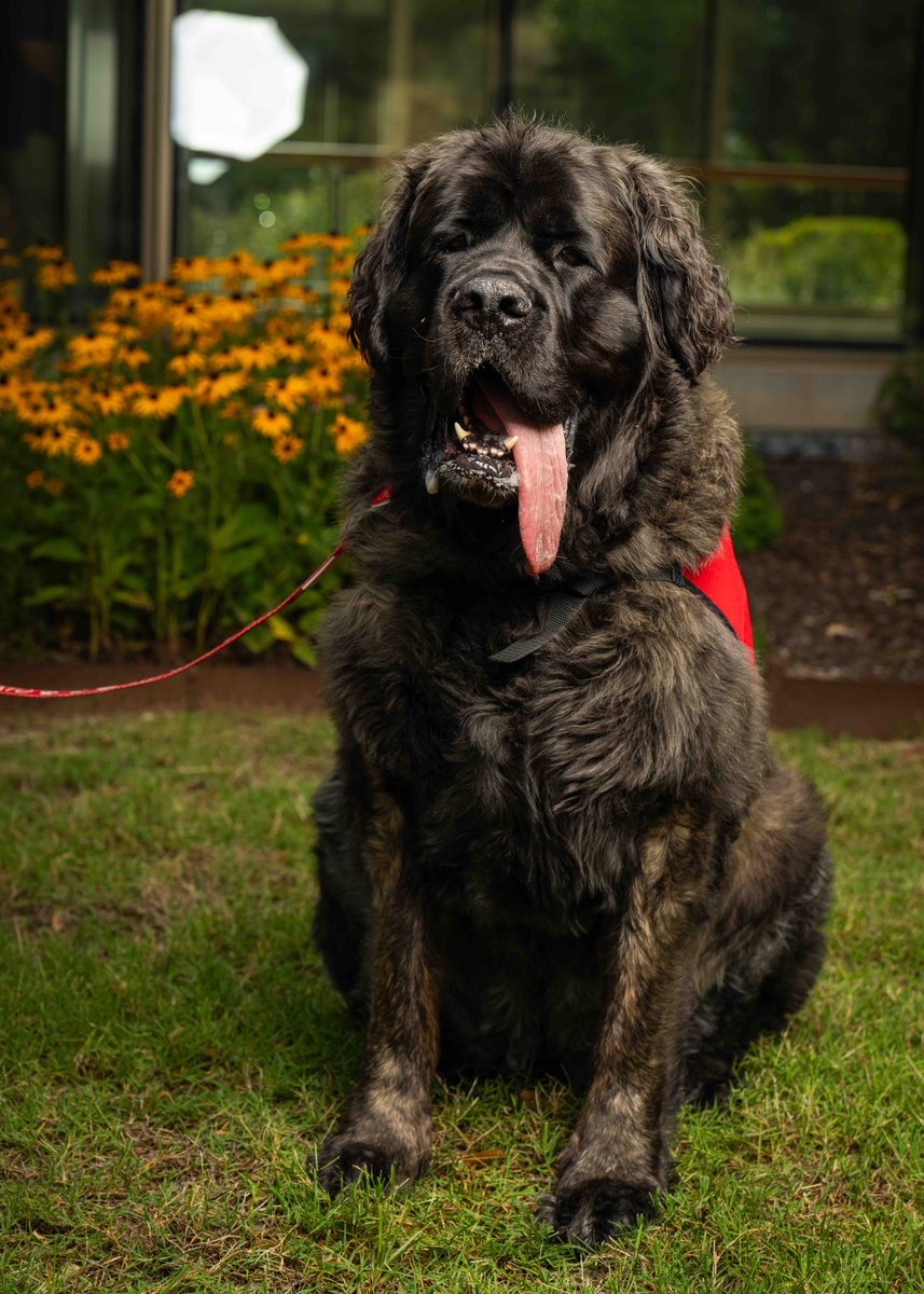 MercyNWA tweet media