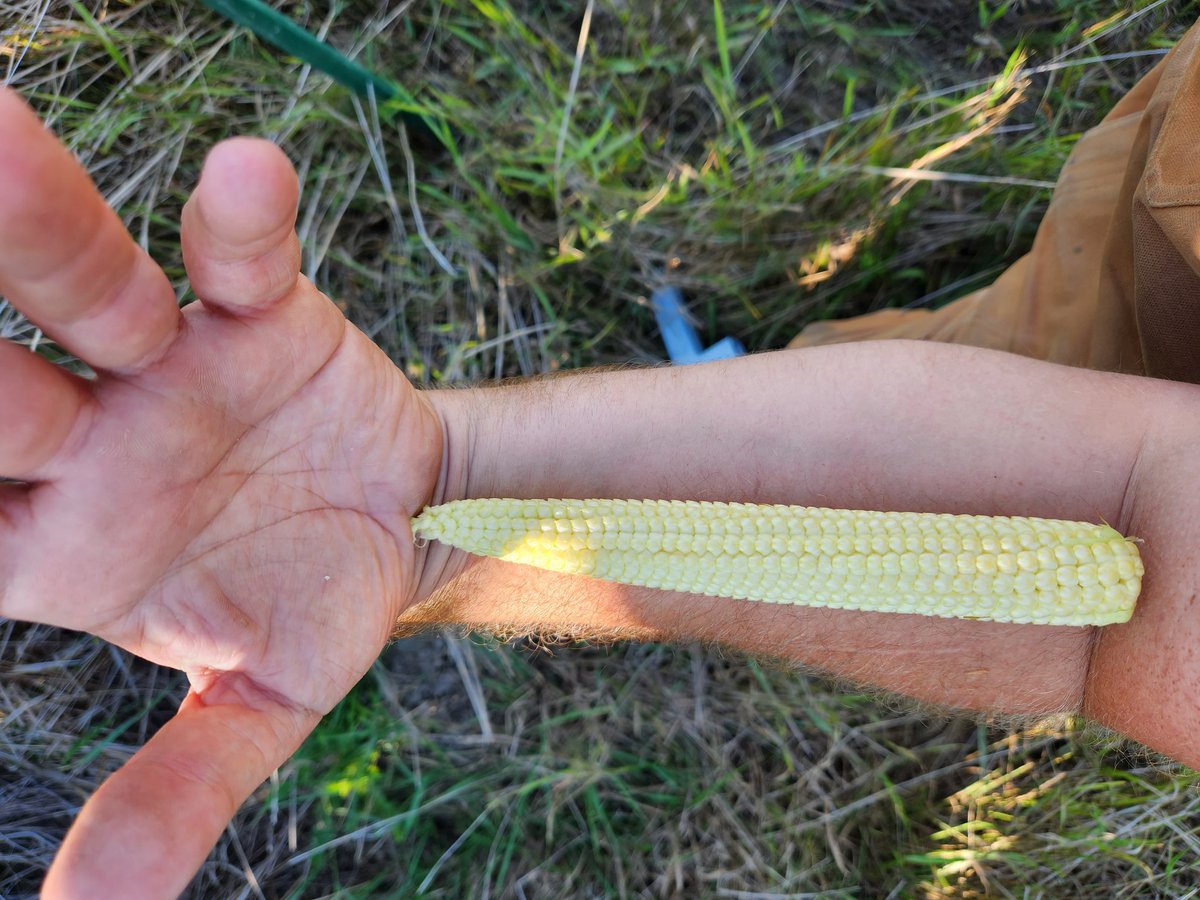 David Boerchers tweet media