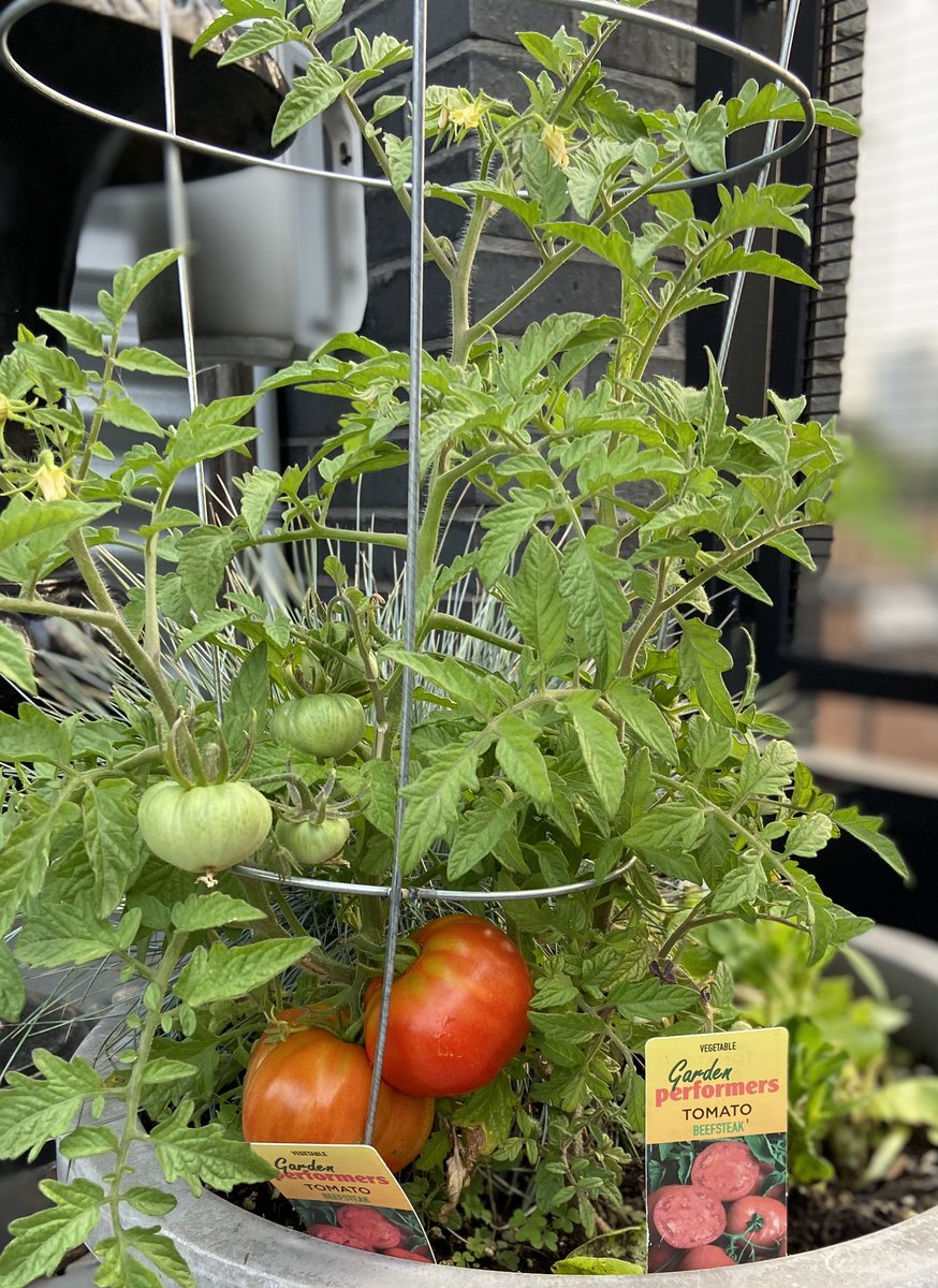 salvatorim's tweet photo. My rural Grey County roots are bearing fruit🍅 😏. 

First harvest this weekend!

#BoxGarden https://t.co/GWvhYOY1UV
