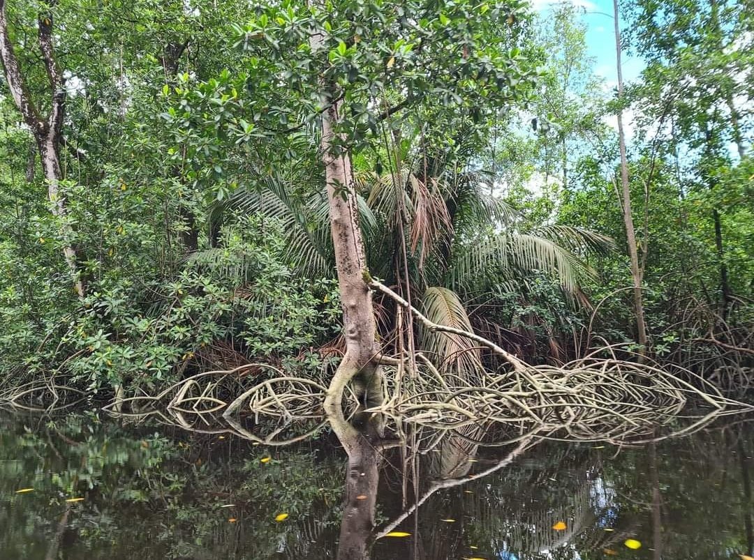 Estherwattie's tweet photo. I didn't realize yesterday was #WorldMangrovesDay #Guyana #Moruca https://t.co/sWFrgfyc7c