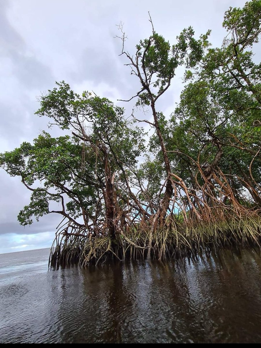 Estherwattie's tweet photo. I didn't realize yesterday was #WorldMangrovesDay #Guyana #Moruca https://t.co/sWFrgfyc7c