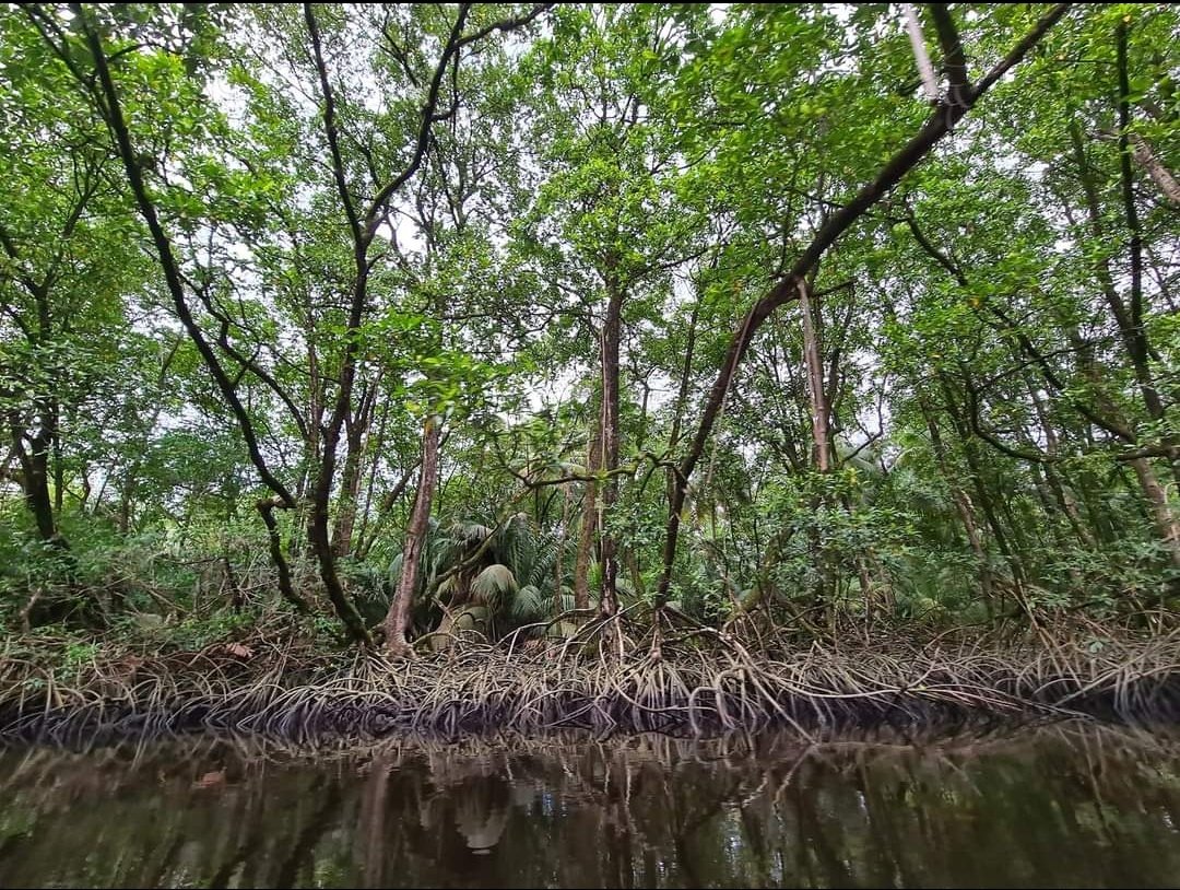 Estherwattie's tweet photo. I didn't realize yesterday was #WorldMangrovesDay #Guyana #Moruca https://t.co/sWFrgfyc7c