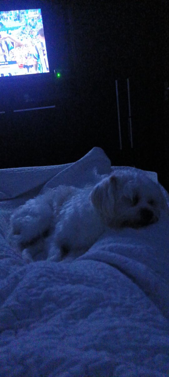 Bruno_silva81's tweet photo. Meu companheiro 🐕🐕♥️♥️🫶🫶 https://t.co/Wvy1r25UdE