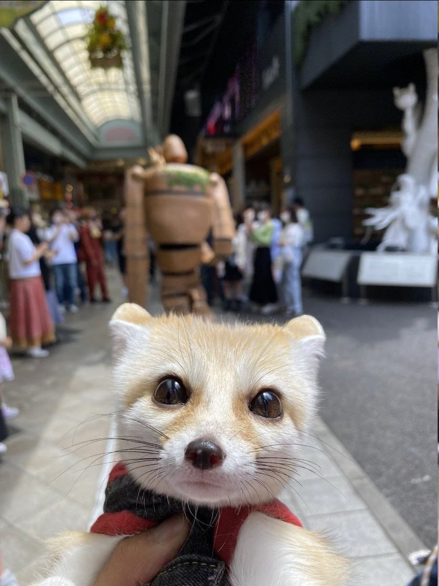 Daily Fennecs 🦊 (@fennecsdaily) on Twitter photo 