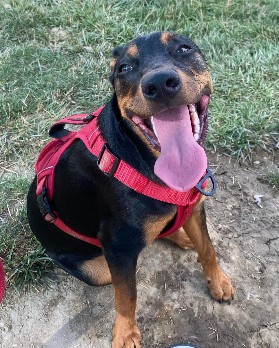 mbieryyy's tweet photo. this is my dog https://t.co/Htntx191Ig