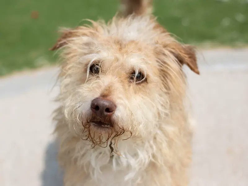AdoptionsUk's tweet photo. Please retweet to help Puppings and Winnie find a home together #CARDIFF #WALES #UK 
Bonded pair, small, aged 2-5.  Nervous,  they can live with children aged 14+. They travel well in the car.  PLEASE SHARE TO HELP THEM AVOID SEPARATION   DETAILS👇 https://t.co/SDCIVjuuK8
 #dogs https://t.co/ivuEVL3wRj
