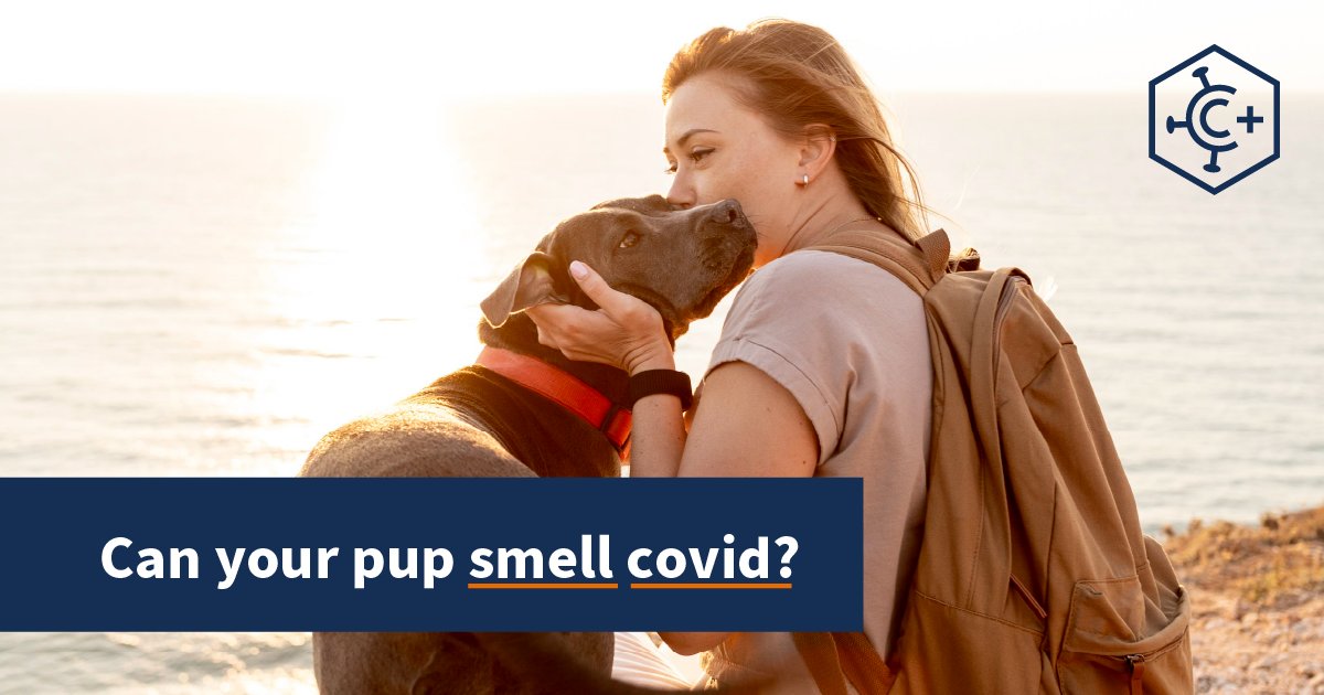 Woah, doggy! A new study published in the Journal of Osteopathic Medicine found that specially trained scent dogs can sniff out COVID-19 in all its stages, even long covid. Researchers are hopeful it will be useful for COVID-19 testing and any possible future pandemics!