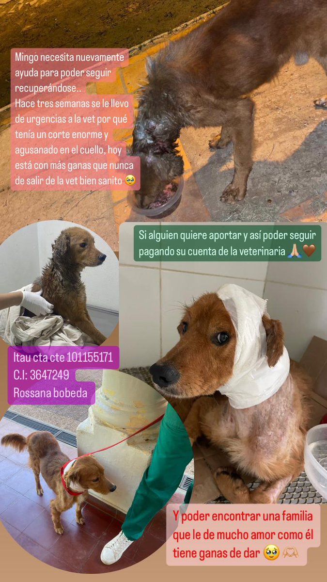 aleermendez's tweet image. Mingo llegó a la vete super miedoso, desconfiado y con una lesión enorme en el cuello, lleno de gusanos. Ahora es el perrito más bueno del mundo, su lesión esta cicatrizando super bien pero necesita aún seguir en la vete o ir a un lugar en donde le den el amor que se merece 💖