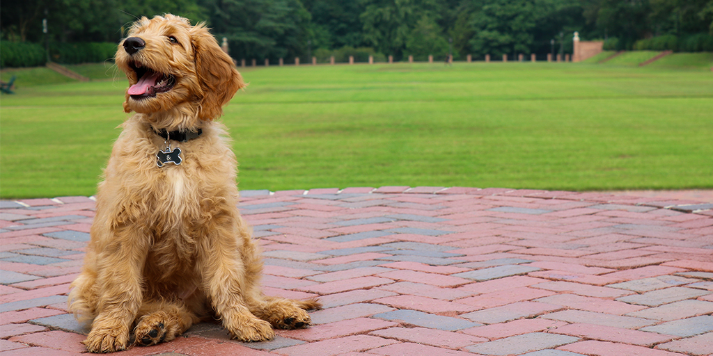 The dog days of summer are better with a little Ampersand. #wmInSummer
