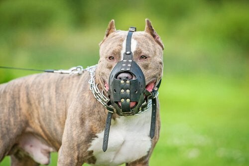 AlbanskaV's tweet photo. my 409 children were recently bitten by those dangerous dogsit will be euthanized tomorrow rest in peaz my 409 children you were so kindand the dog is stupid😭😭😭😭😭#baddod #baddog #RestInPeace #Nicecildren #HappyEnding #happydadandmum #fatdog #smalldickenergy #smalcildren https://t.co/5XzXTZUy9H