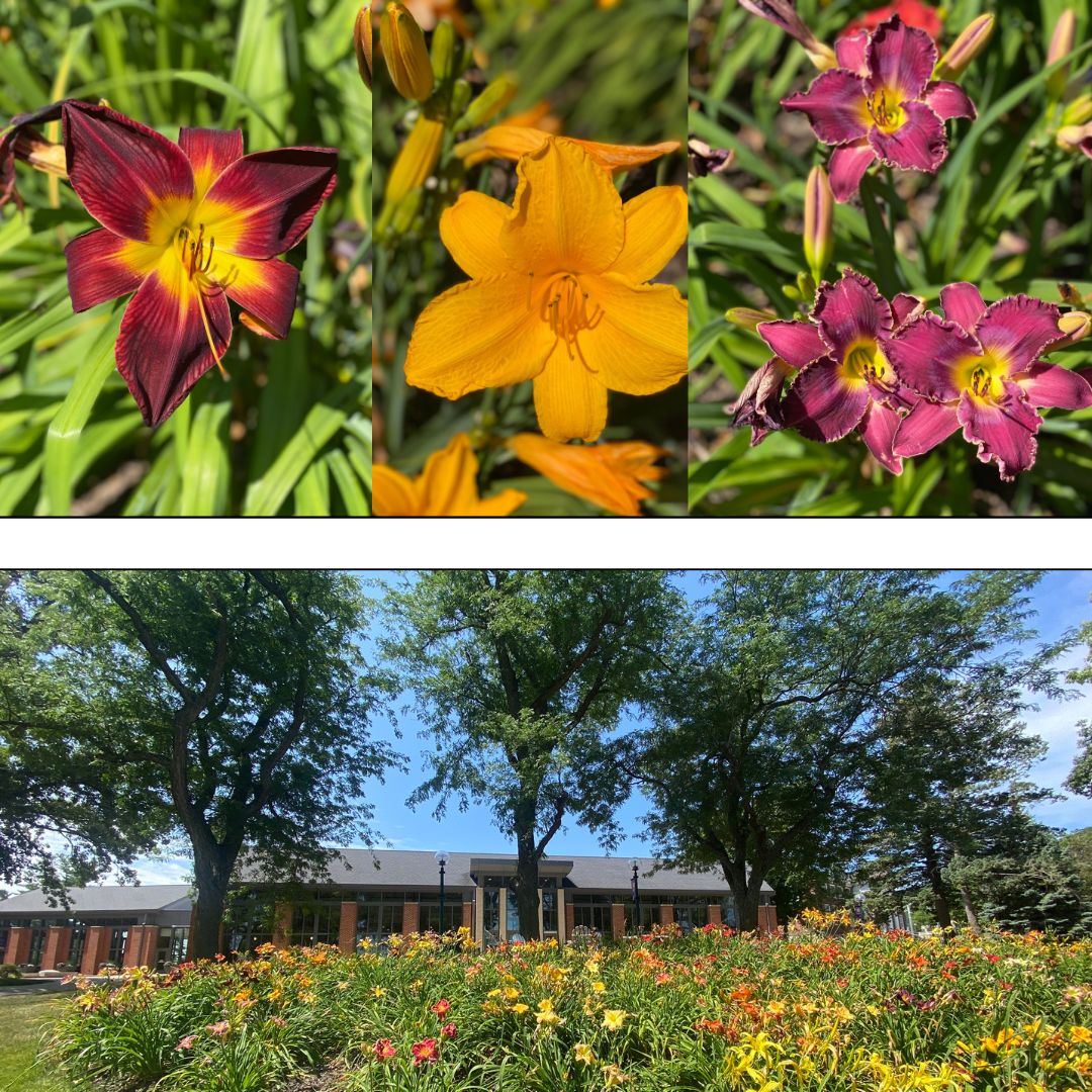 Gary Oster ’58 donated 200 varieties of lilies that bloom in the middle of circle drive in front of Thomas Commons. Oster has 600 varieties on his land in Iowa. The most special one: a purple lily with faint white edges he named Cornell Greater Be Thy Name. #CornellCollege