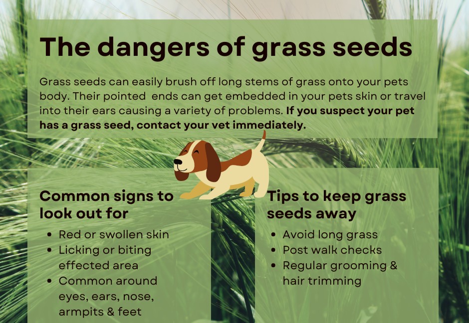 ElmHouseVets's tweet photo. Just a reminder to check your furry friends for grass seeds! https://t.co/4pSCnI1Q9h