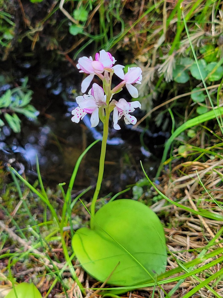 PatricStevenson's tweet photo. @UAlbertaMuseums Round-leaved orchids bloom in moist fen areas in Alberta in late June. https://t.co/YJNrxKqBiX