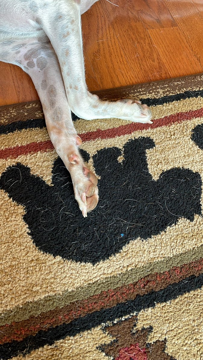 RenMoore7's tweet photo. @Ownedbydanes Paws in and pawsitive thoughts from Benji 🐾 https://t.co/kpzRcwjdf3