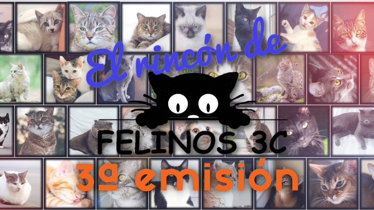 CanalVicus's tweet photo. Tercera emisión del rincón de @felinos3c en colaboración con @CanalVicus ▶️https://t.co/BBaIiBsN7b https://t.co/BEhrOz7jFf