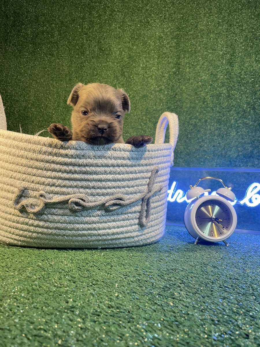 trushadecollect's tweet photo. Quality fluffy male
1x testable chocolate 🍫
1x cream
Mayweather❌Missy
•Compact and small https://t.co/Amzb5cOElY