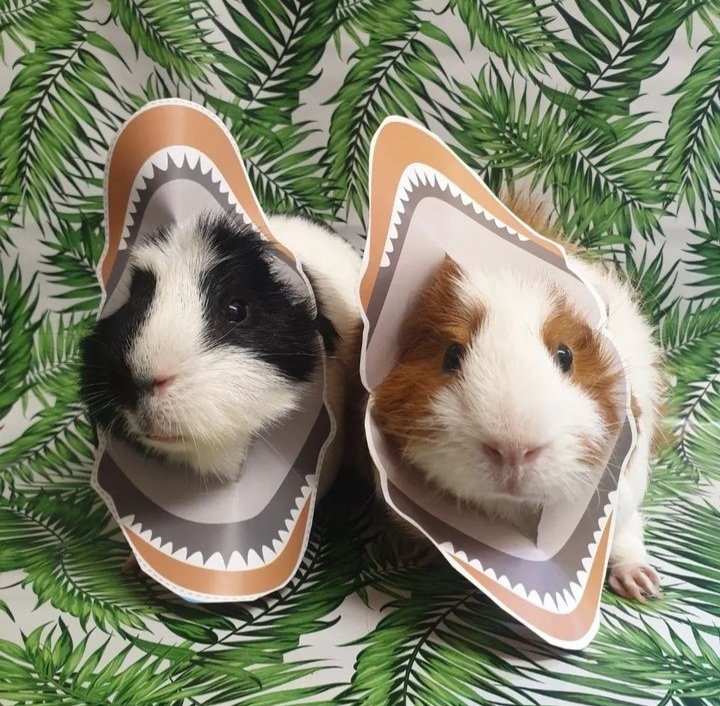 Quzerock's tweet photo. My lil dino-piggies 🦖 raaaaaaaawr 🌴
#guineapig #guineapiglove #guineapiglife #guineapiggy #guineapiggies #cavy #cavylove #feedingguineapigs #adultguineapig #oneyearoldguineapigs #fortheloveofguineapigs #gpig #instapigs #guineapigplaytime #guineapigfanclub #guineapigworld https://t.co/lUhNMG9XrS