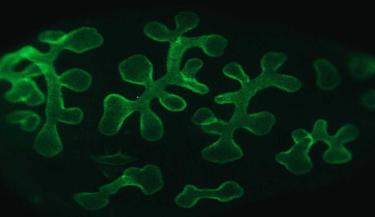 <a href="/LabRawlins/">Rawlins Lab</a> looking for a collaborative postdoc to study cell lineage analysis and morphogenesis in the developing human lungs <a href="/GurdonInstitute/">Gurdon Institute</a>  Lots of ways this project could develop. Reach out if any questions. jobs.cam.ac.uk/job/42060/