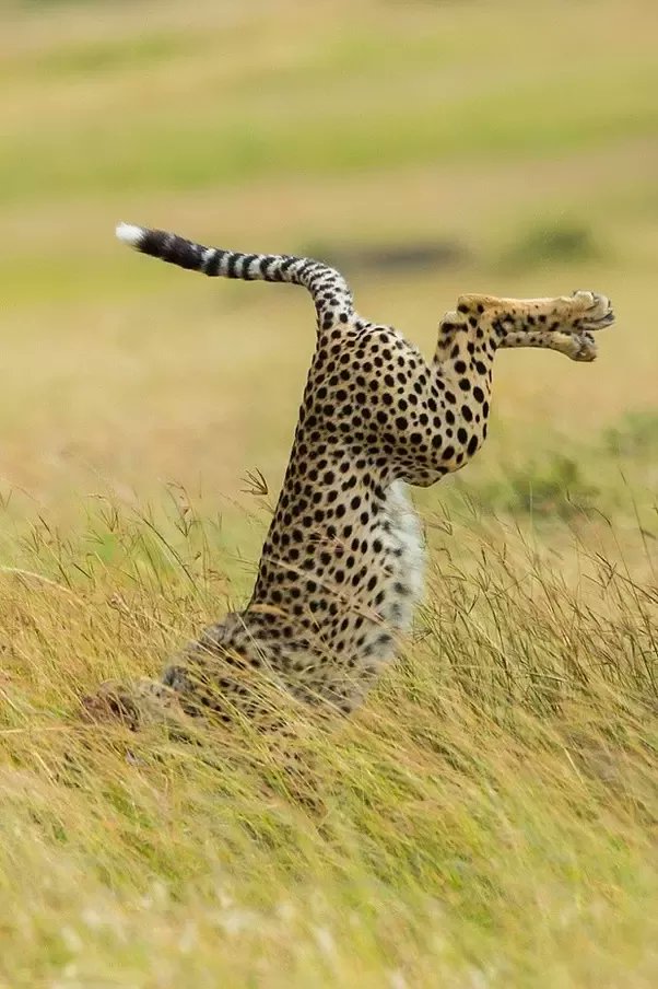 gf: wie lange braucht das licht um die erde?
ich: in einer sekunde würds sieben mal rum laut google
gf: da kann der gepard anpacken