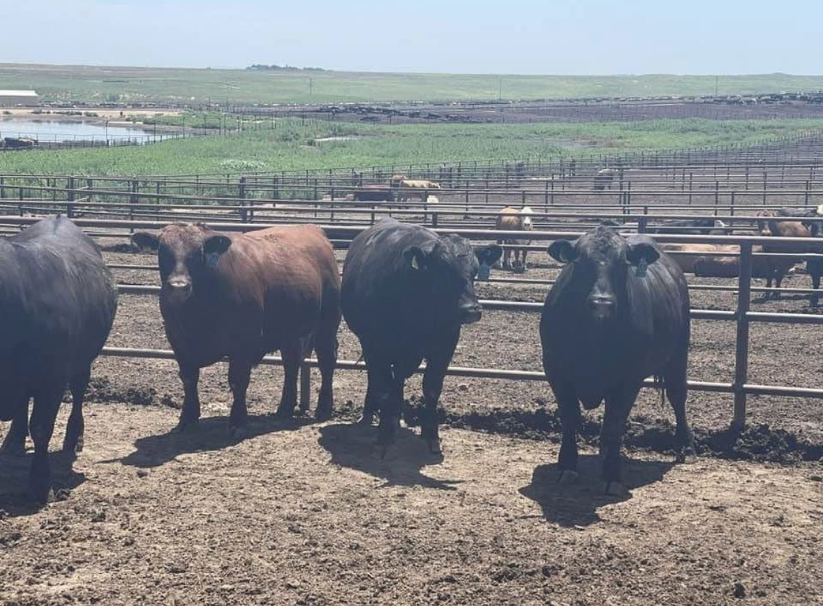 BBUCattle's tweet photo. Dr. Mask traveled to Kansas to visit a feedlot that is feeding Beefmaster sired steers. These steers are out of Beefmaster bulls and English bred females. This is the second year to feed the herd mates and the ultrasound data looks great, this set will be harvested in two weeks! https://t.co/j6qNybSmpy