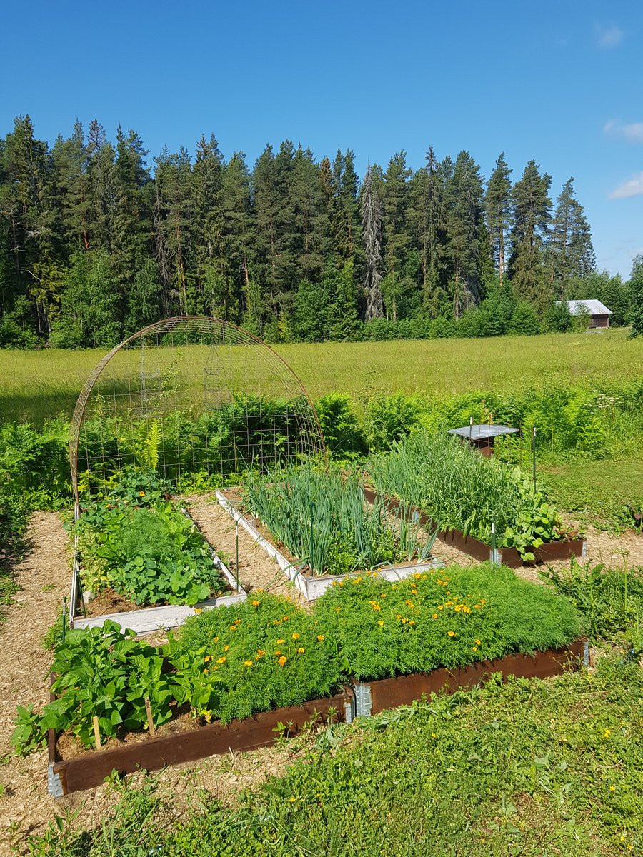 MarkettaVainio's tweet photo. Niin sitä vaan taas kerran aloitettin puutarha nollasta. Mutta rehevä ja ihana tuli.
#uusipuutarha #puutarha #kasvimaa https://t.co/dAYdEGc3GA